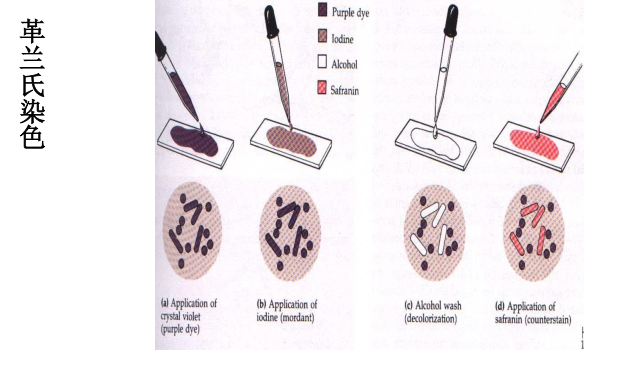 初篩實(shí)驗(yàn)圖片