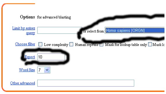 一步步教你利用Blast分析驗(yàn)證引物序列