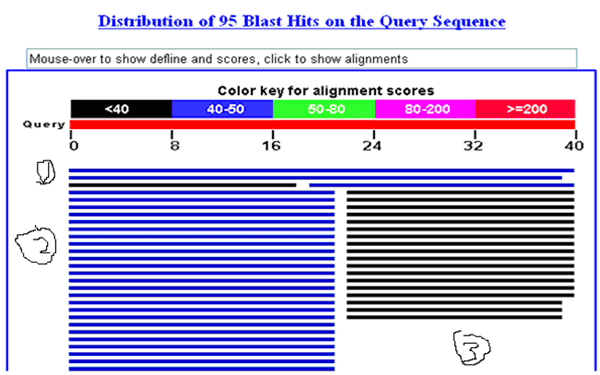 一步步教你利用Blast分析驗(yàn)證引物序列