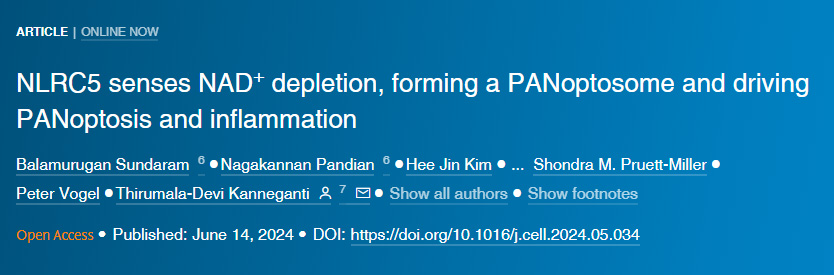 NLRC5感知NAD+損耗形成泛視小體并驅動泛視癥和炎癥