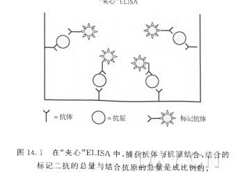 圖 14. 1 在“夾心’’ELISA中，捕獲抗體與抗原結合，結合的 標記一抗的總量與結合抗原的總量是成比例的。