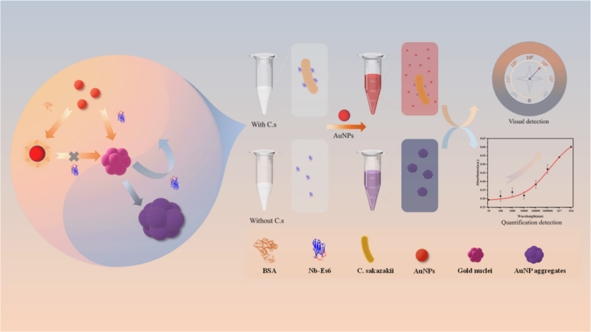 基于納米體誘導AuNPs聚集的阪崎梭菌“混合-讀取”比色免疫傳感器的制備