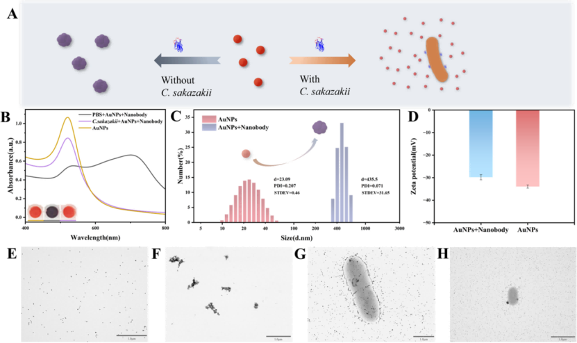 納米體誘導AuNPs聚集的表征
