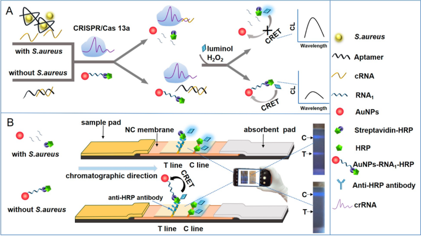 CRISPR/ Cas13a輔助的CRET和(B)基于ICTS ICTS-CRISPR/Cas13a-CRET檢測金黃色葡萄球菌示意圖。
