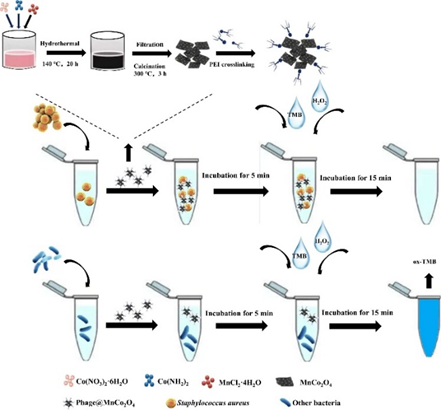 SapYZUs7@MnCo2O4的合成路線以及比色檢測 噬菌體的篩選