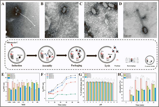 四種溫和噬菌體的生物學特征
