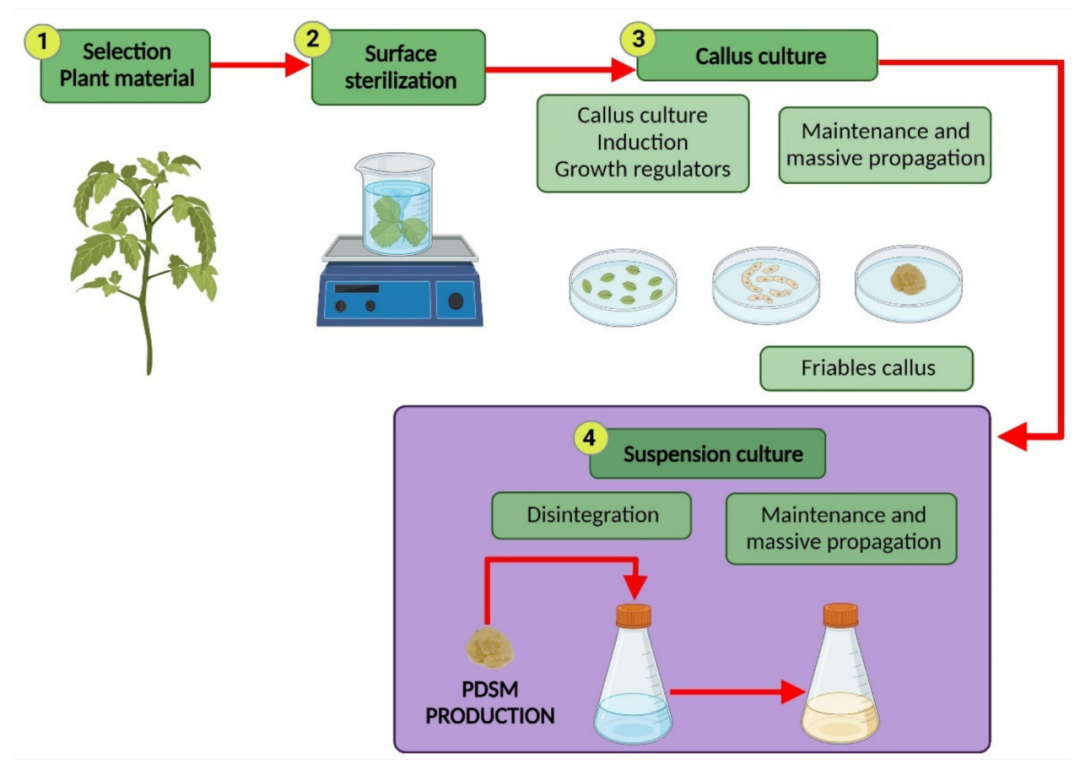 植物細胞懸浮培養工藝