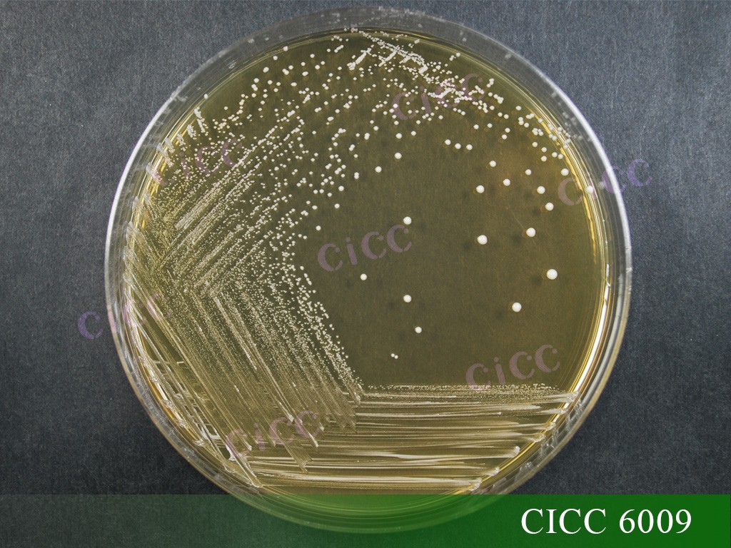 6009 菌落.jpg
