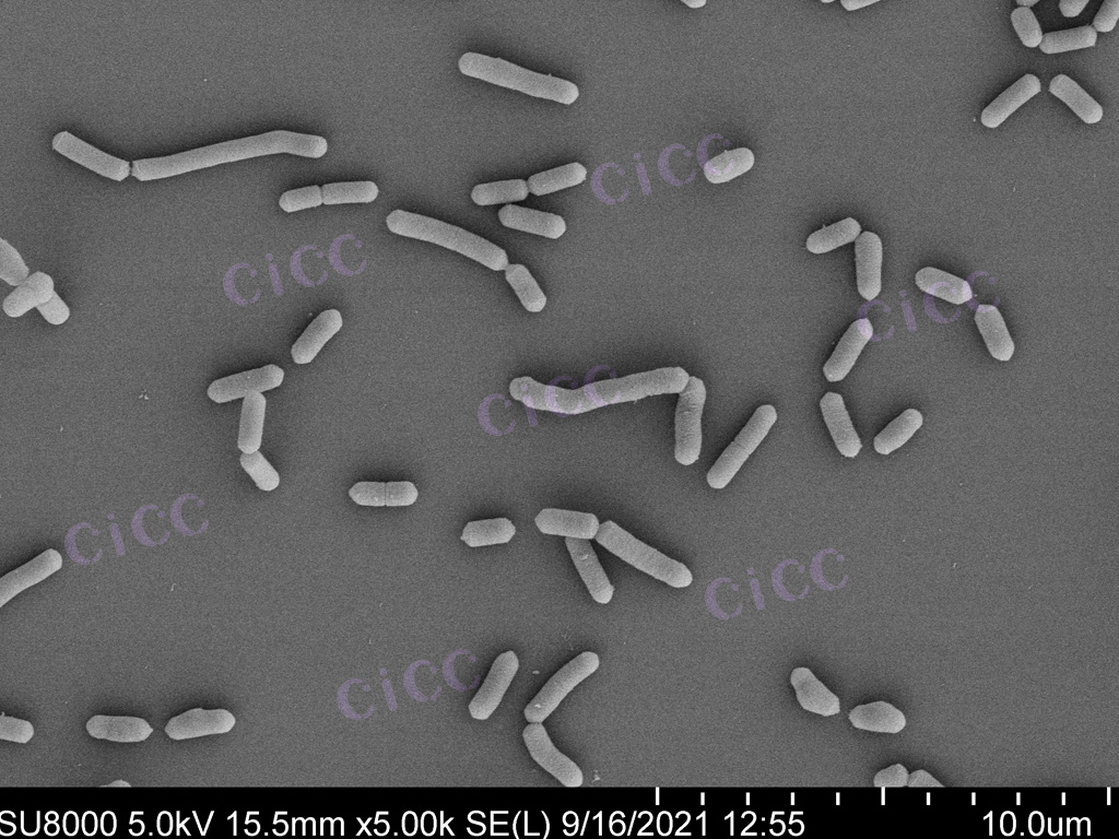 副干酪乳酪桿菌 掃描電鏡.jpg